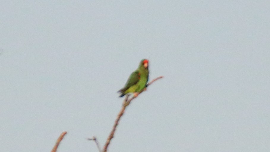 Red-fronted Parrot - ML617526288