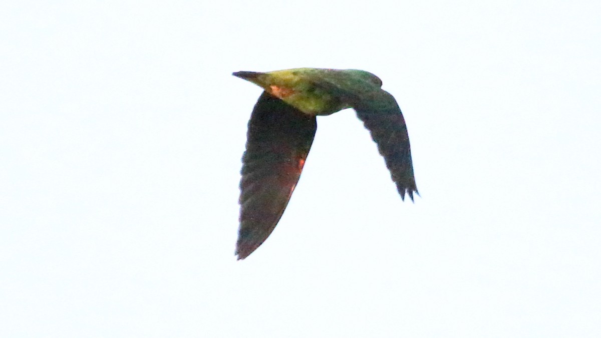 Red-fronted Parrot - ML617526289