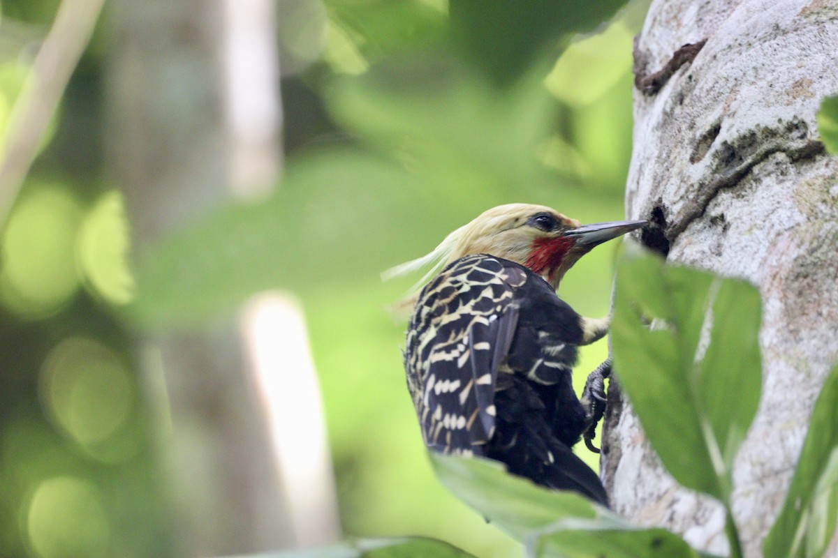Blond-crested Woodpecker - ML617526353