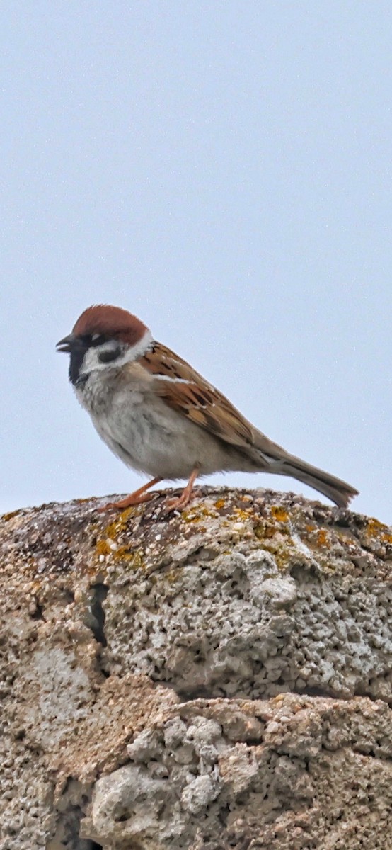 Eurasian Tree Sparrow - ML617526354