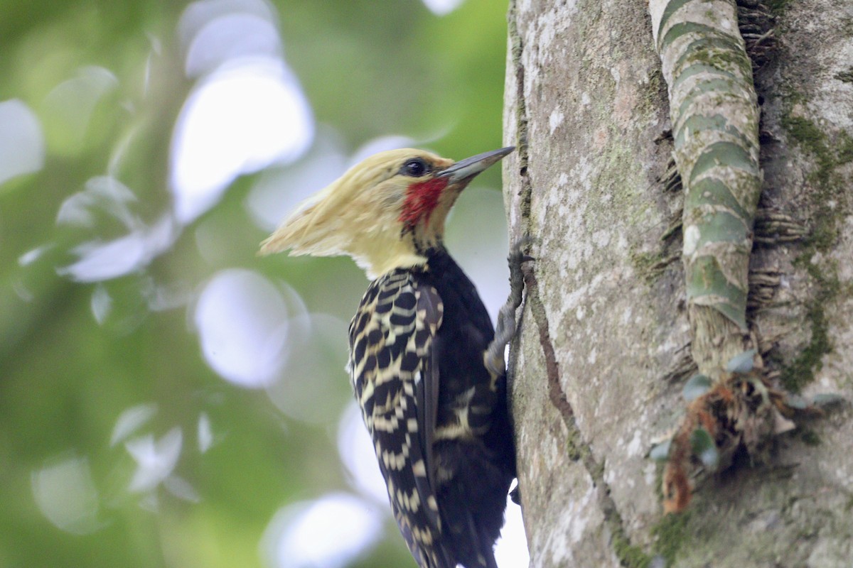 Blond-crested Woodpecker - ML617526355