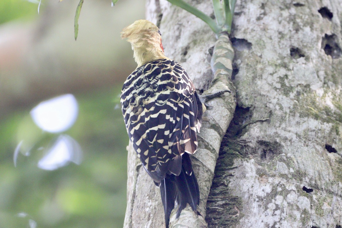 Blond-crested Woodpecker - ML617526356