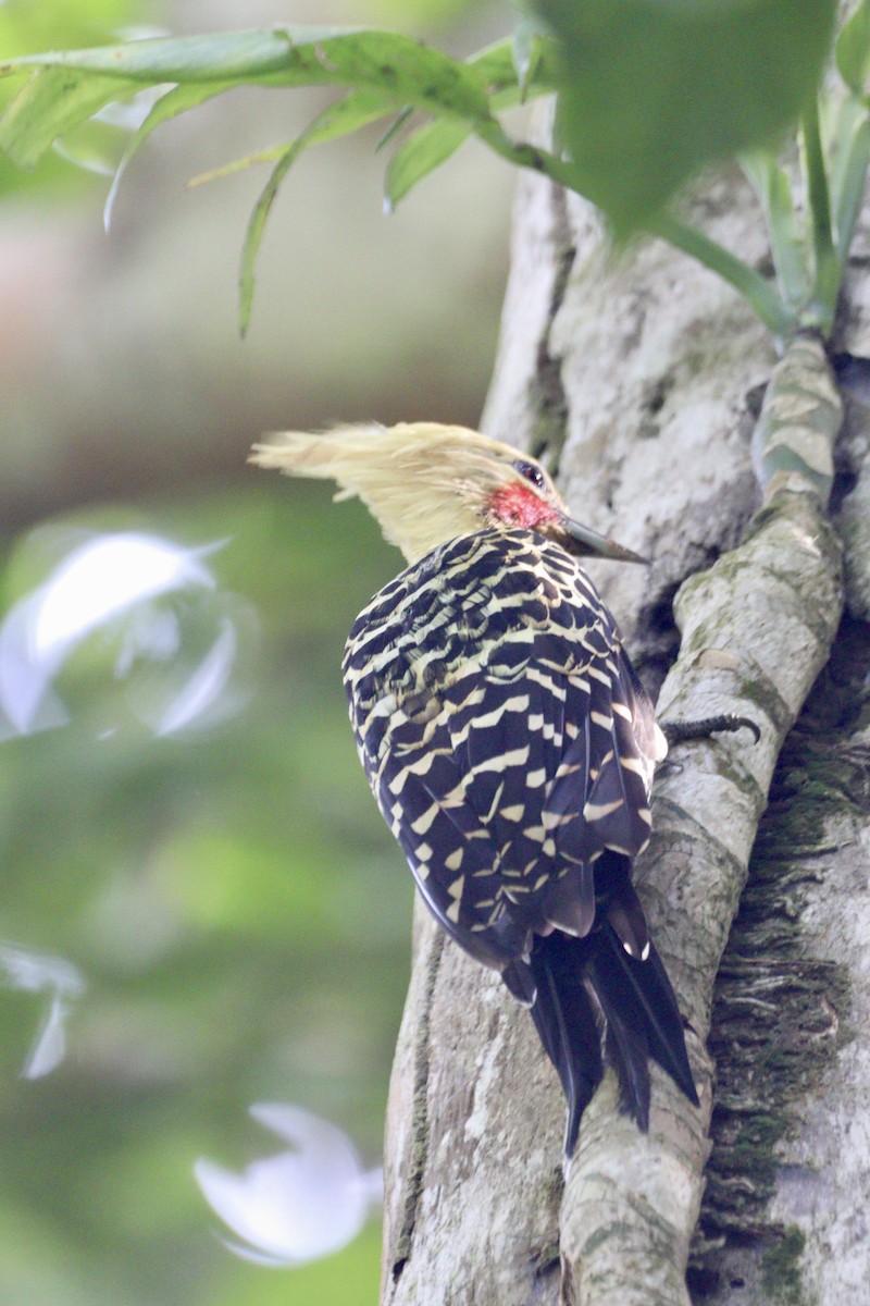 Blond-crested Woodpecker - ML617526357