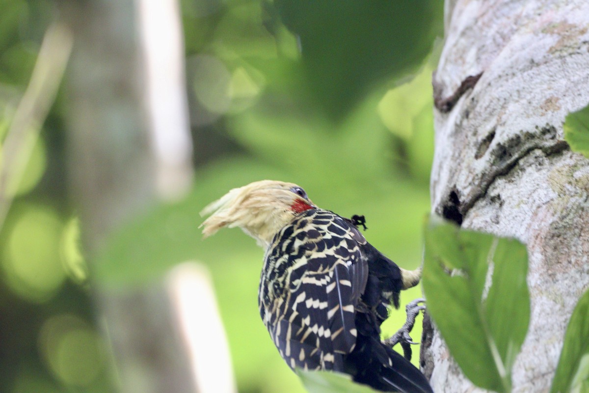 Blond-crested Woodpecker - ML617526358