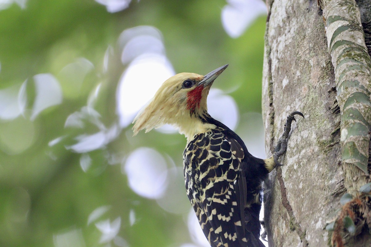 Blond-crested Woodpecker - Edu no Mato