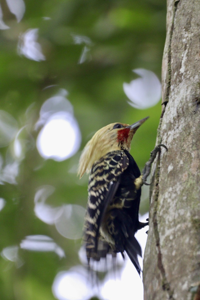 Blond-crested Woodpecker - ML617526360
