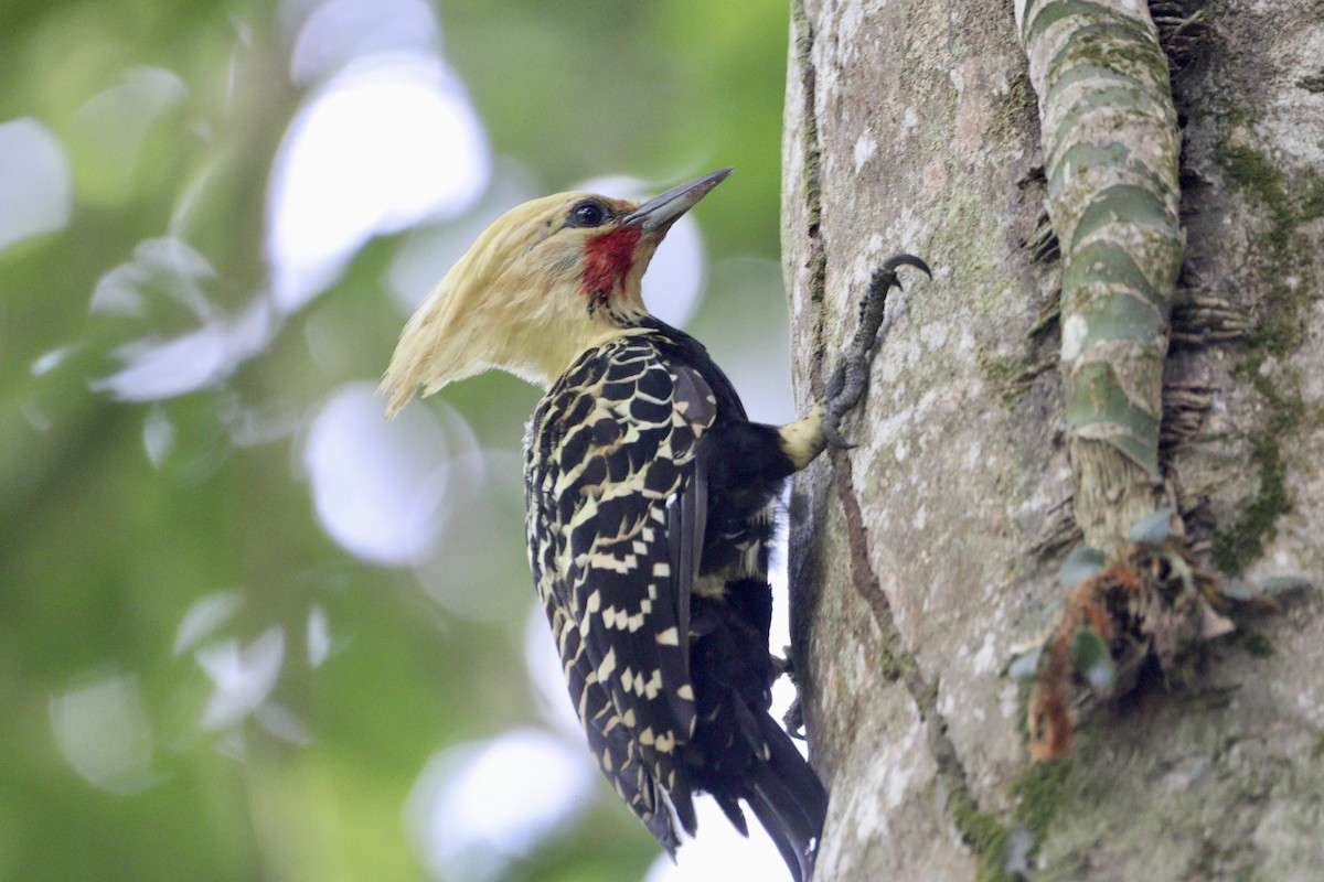 Blond-crested Woodpecker - ML617526361