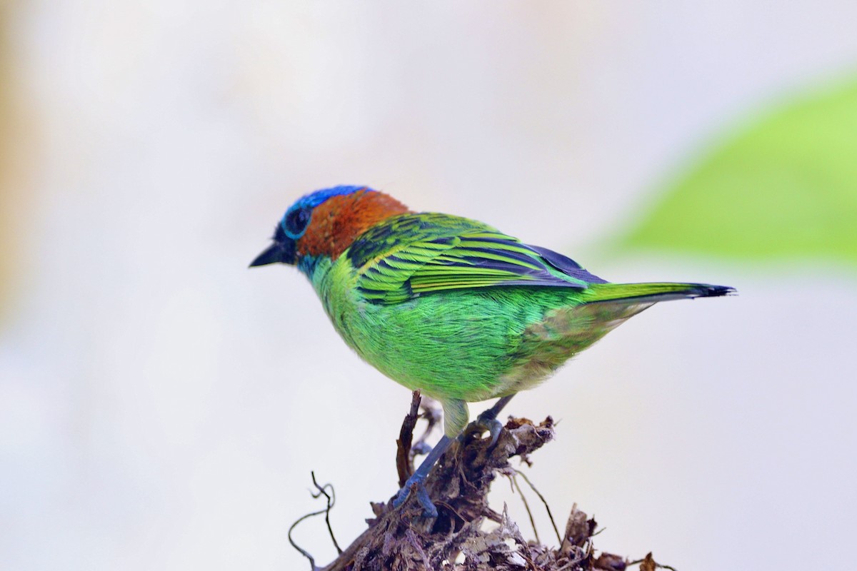 Red-necked Tanager - ML617526421