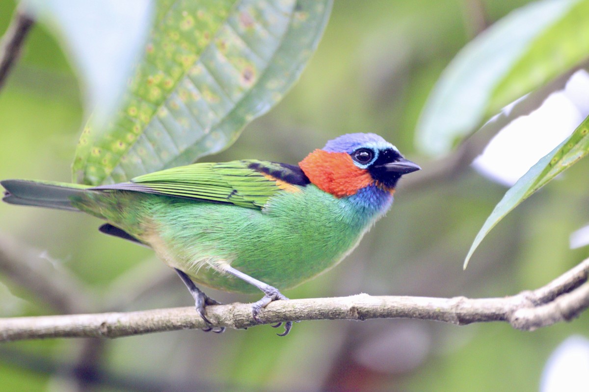 Red-necked Tanager - ML617526424