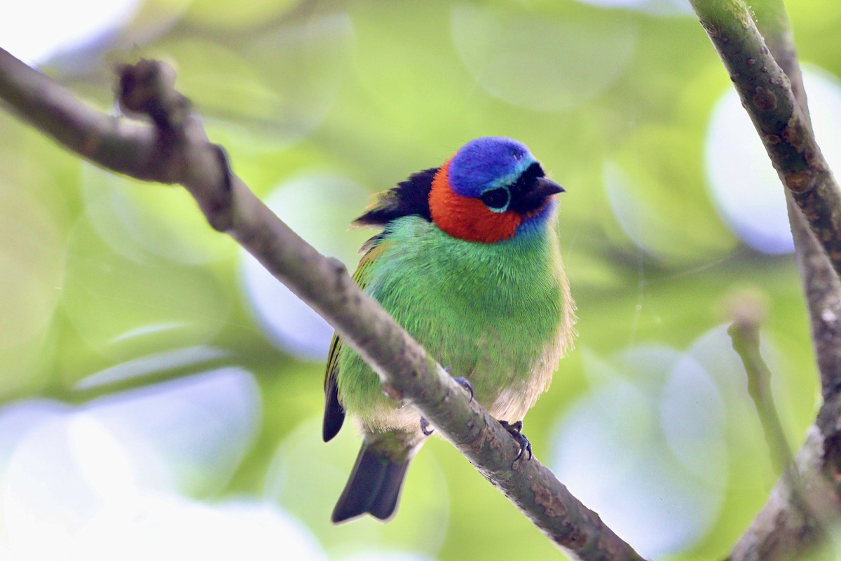 Red-necked Tanager - ML617526426