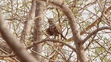 Pearl-spotted Owlet - ML617526462
