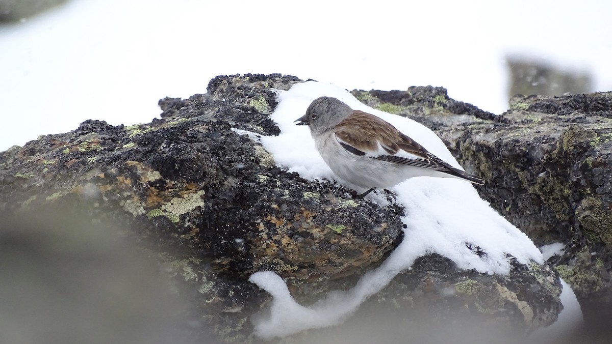 White-winged Snowfinch - ML617526484