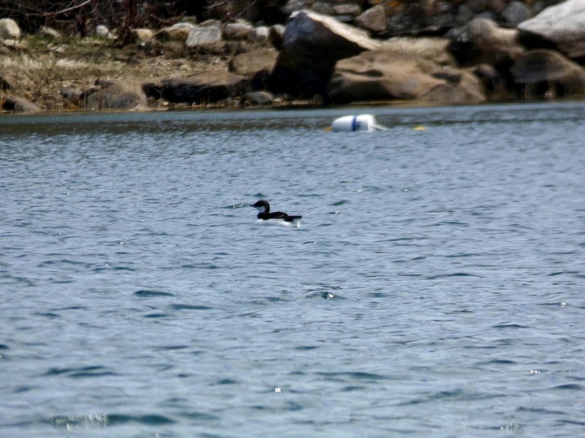 Thick-billed Murre - ML617526505