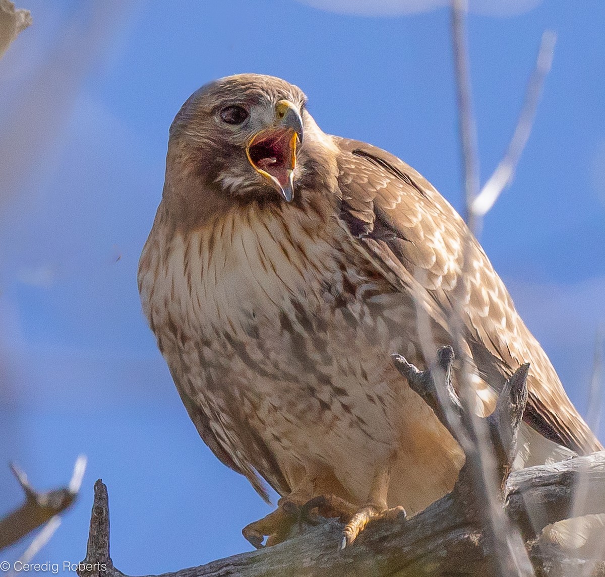 Red-tailed Hawk - ML617526552