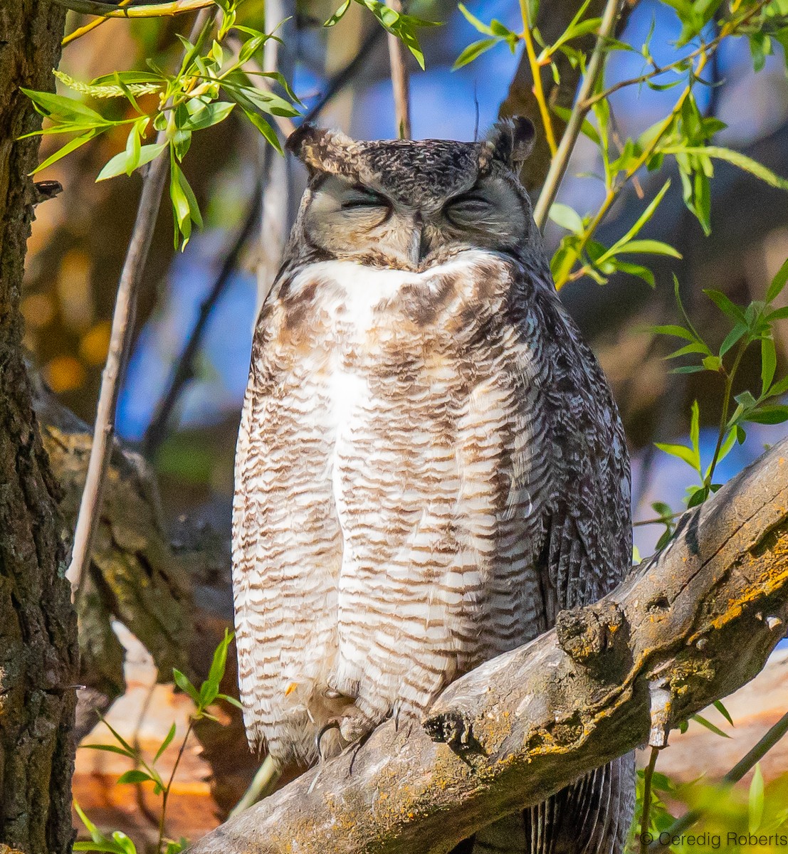Great Horned Owl - ML617526556