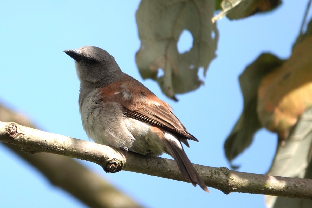 Northern Gray-headed Sparrow - ML617526651