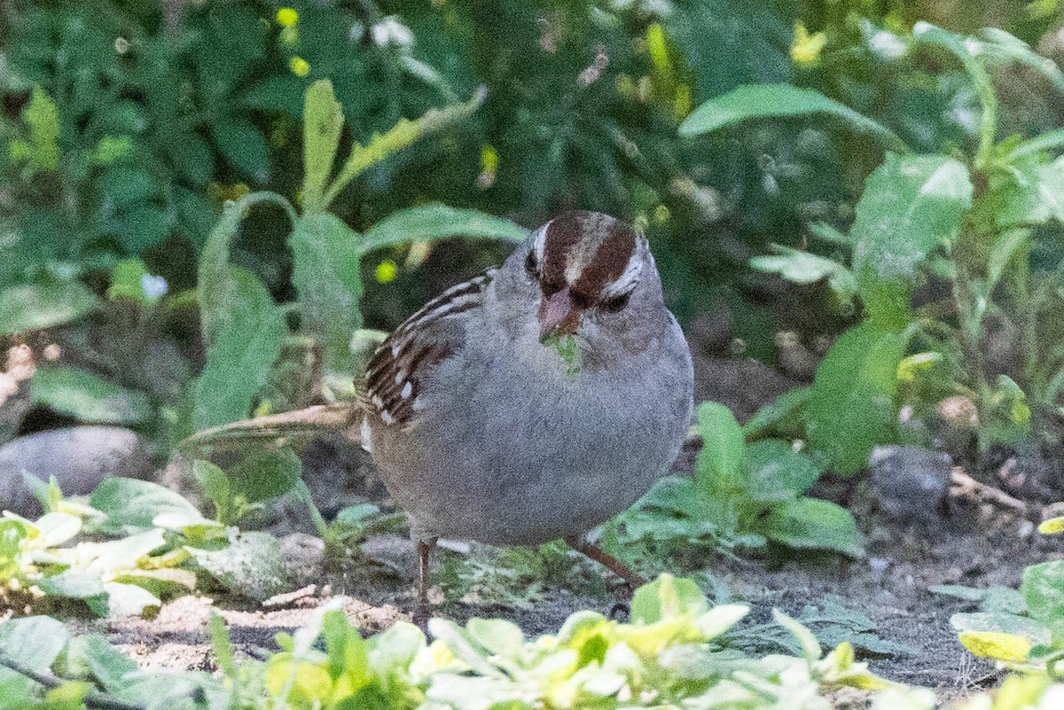 White-crowned Sparrow - ML617526708
