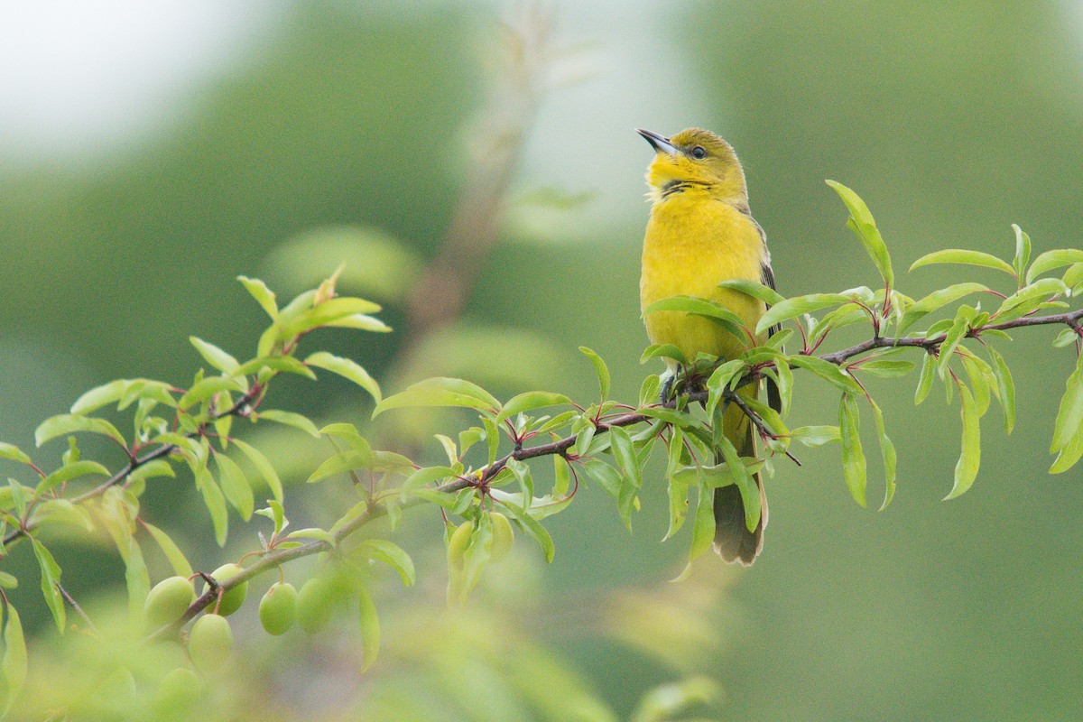 Orchard Oriole - ML617526759
