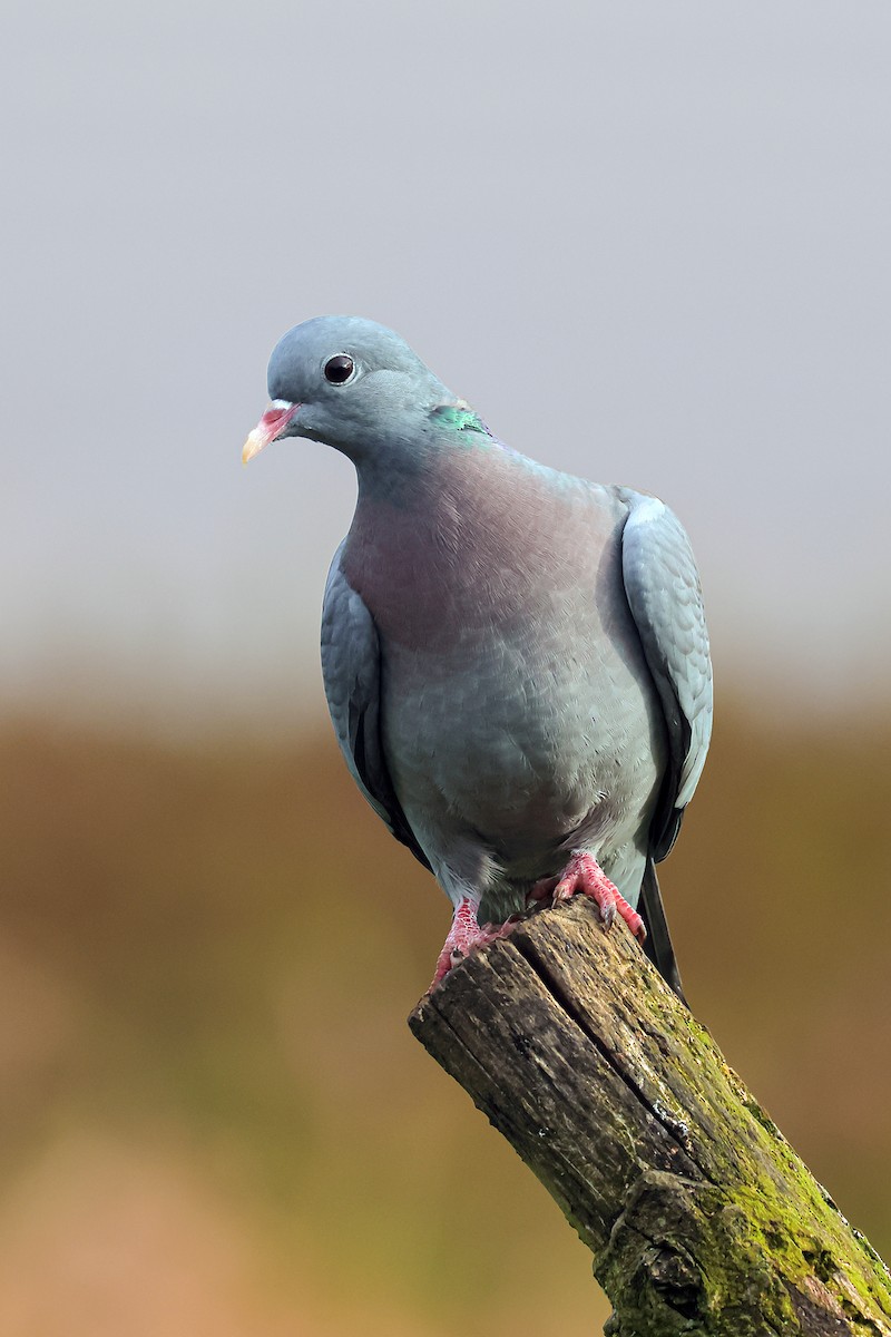 Pigeon colombin - ML617526762