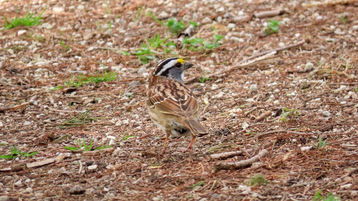 White-throated Sparrow - Ryan Lesniewicz