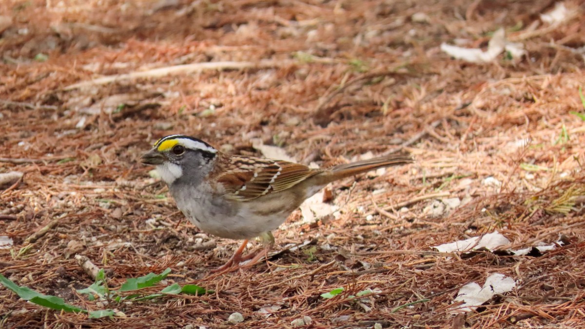 White-throated Sparrow - Ryan Lesniewicz