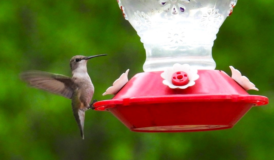 Black-chinned Hummingbird - Ellen Tipping