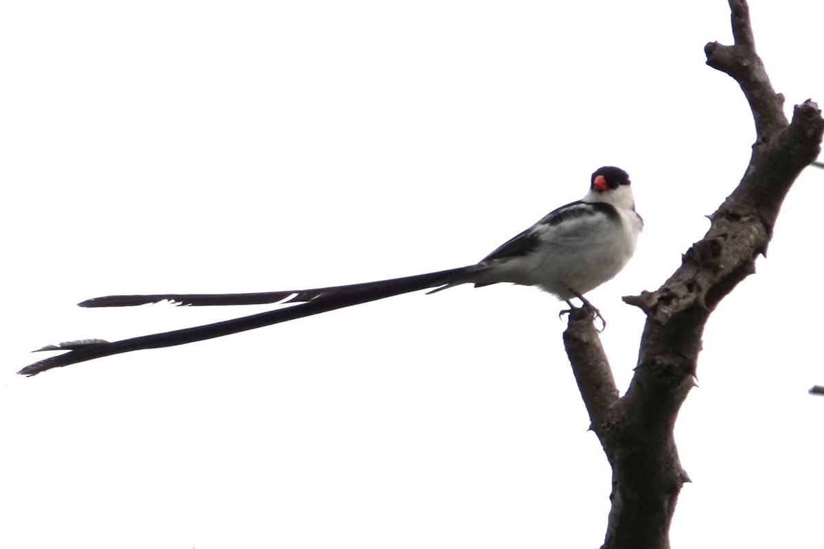 Pin-tailed Whydah - ML617526848