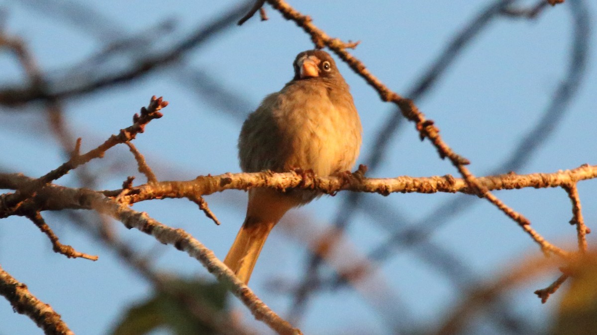 Thick-billed Seedeater - ML617526852