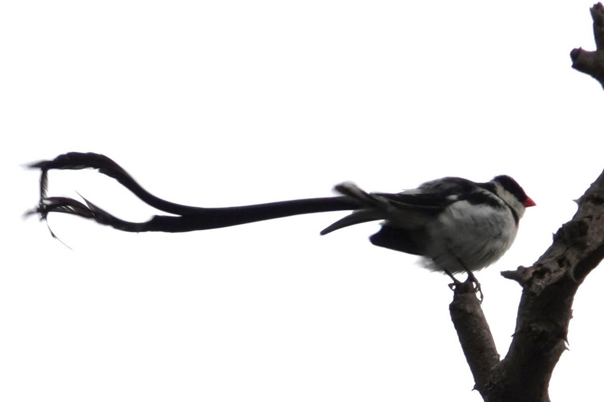 Pin-tailed Whydah - ML617526857