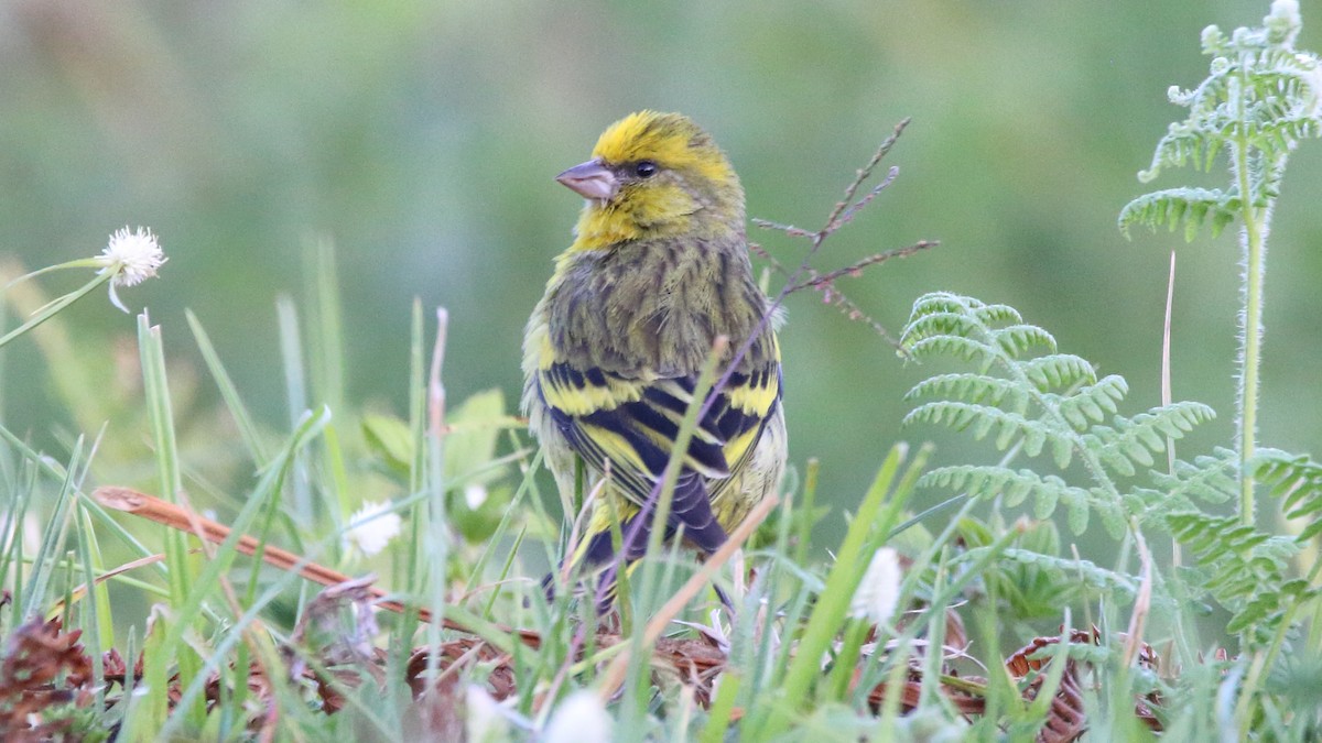 Yellow-crowned Canary - Rick Folkening