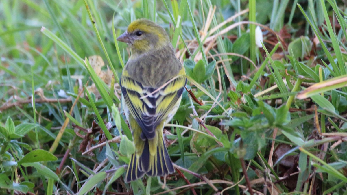 Yellow-crowned Canary - Rick Folkening