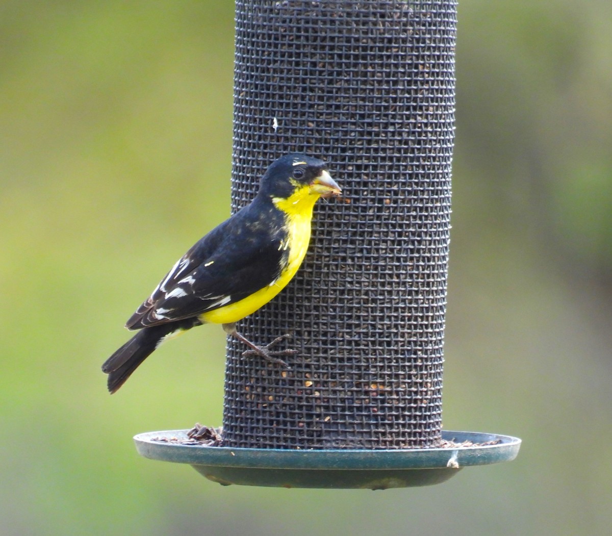 Lesser Goldfinch - Ellen Tipping