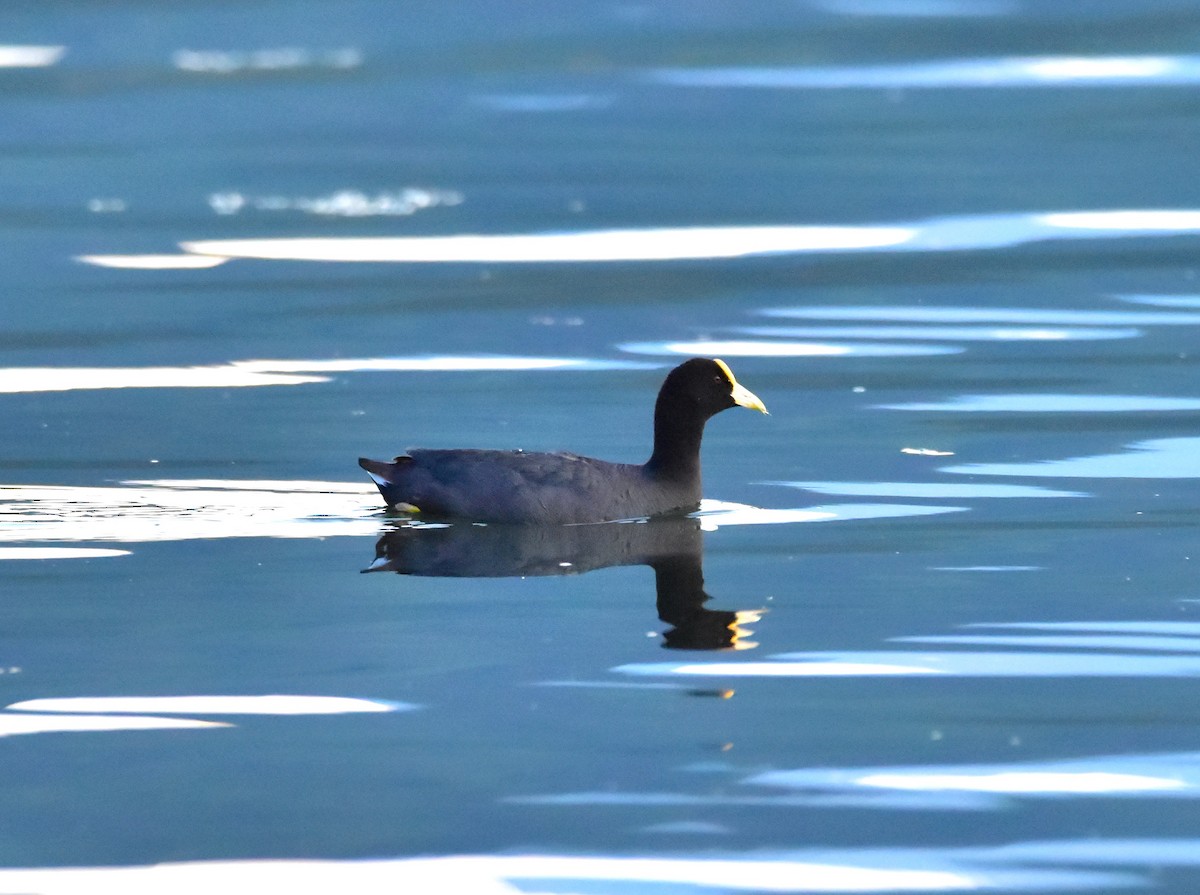 White-winged Coot - Pia Minestroni