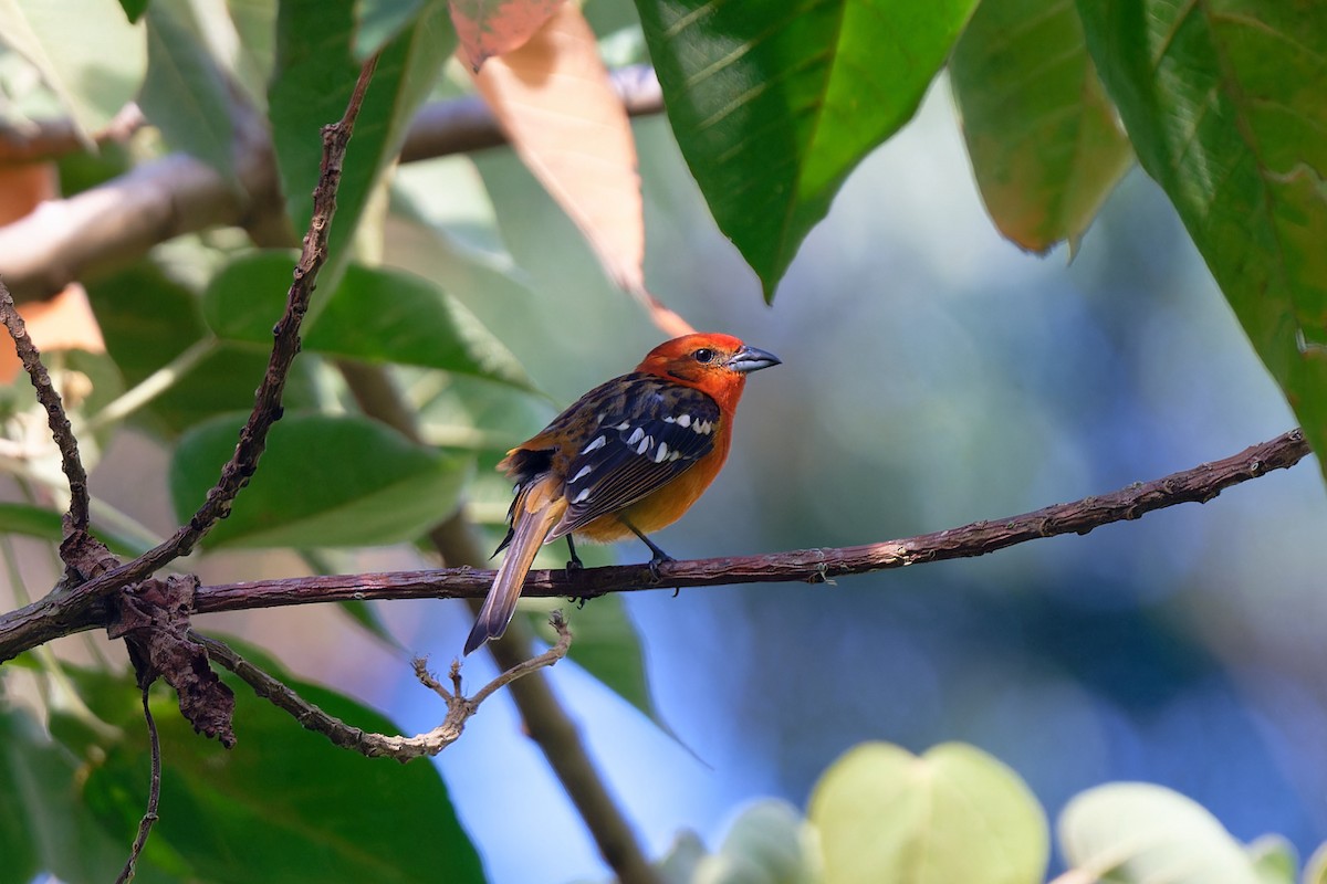Flame-colored Tanager - ML617526905