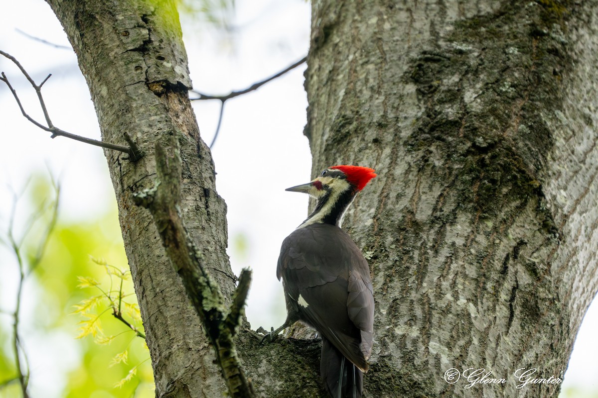 Pileated Woodpecker - Charles Gunter