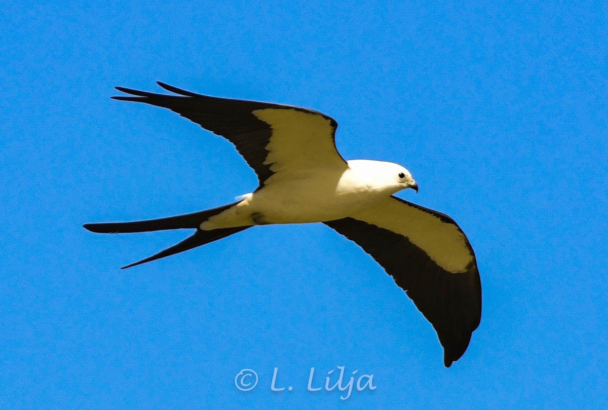 Swallow-tailed Kite - Lorri Lilja