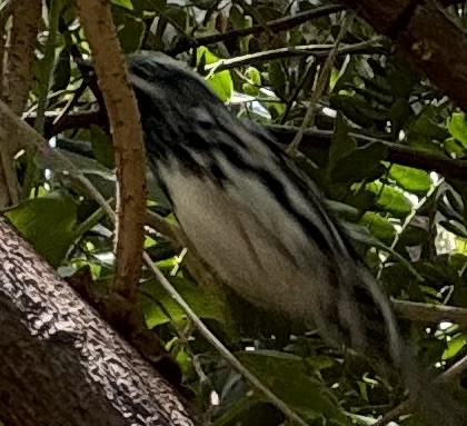 Black-and-white Warbler - ML617527049