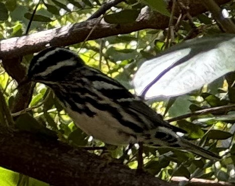Black-and-white Warbler - ML617527050
