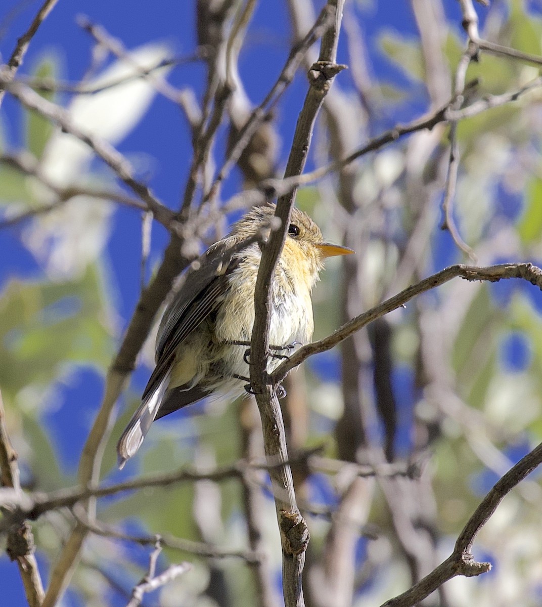 Buff-breasted Flycatcher - Ron Wilson