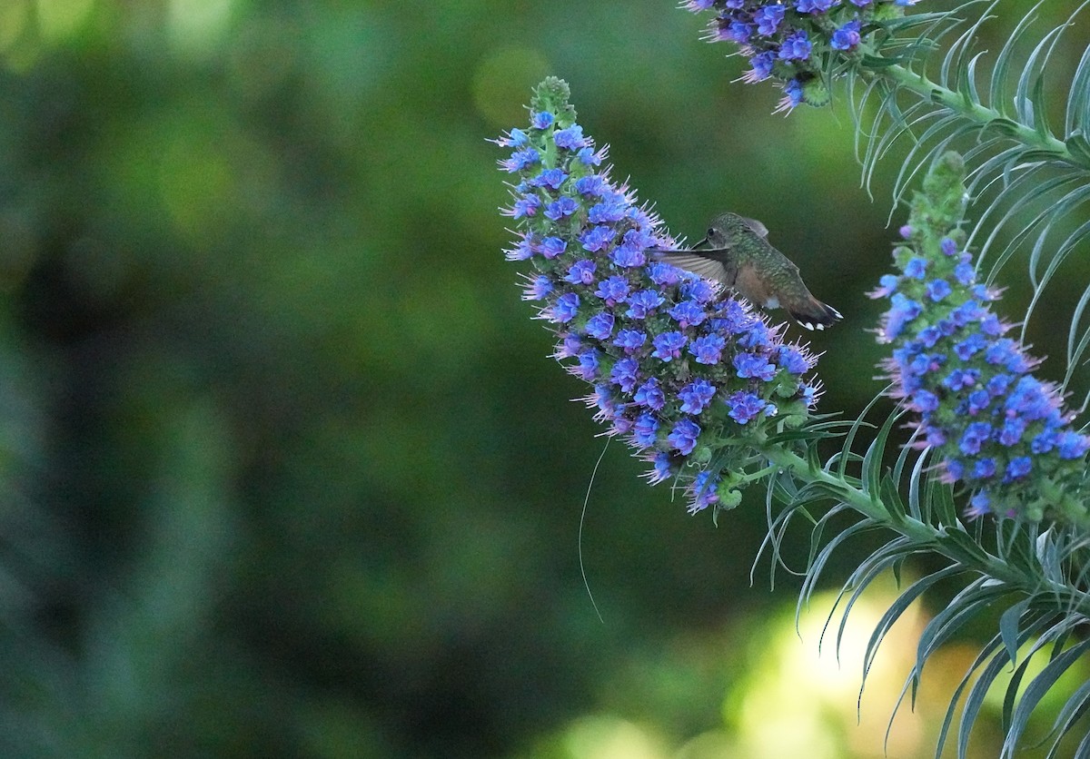 Calliope Hummingbird - Joel Rudin