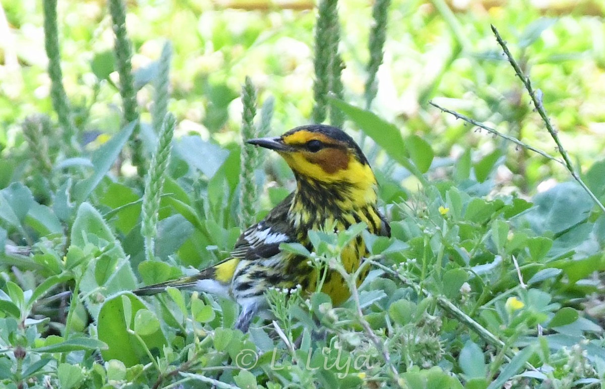 Cape May Warbler - ML617527121