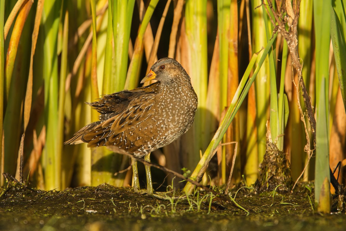 Spotted Crake - ML617527128