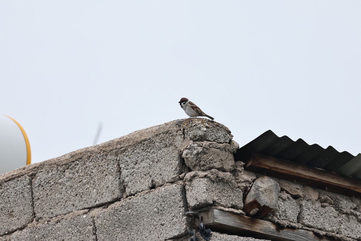 Eurasian Tree Sparrow - Murat Polat
