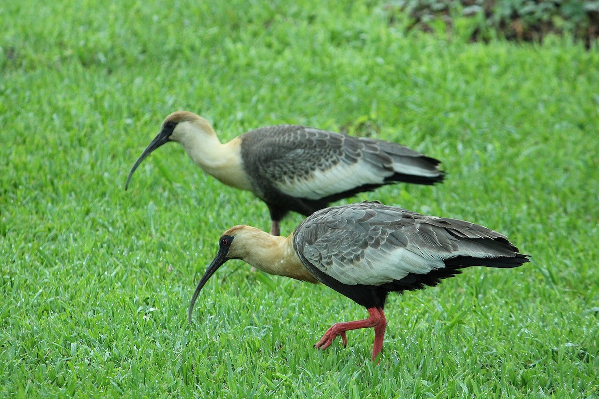 ibis bělokřídlý - ML617527279