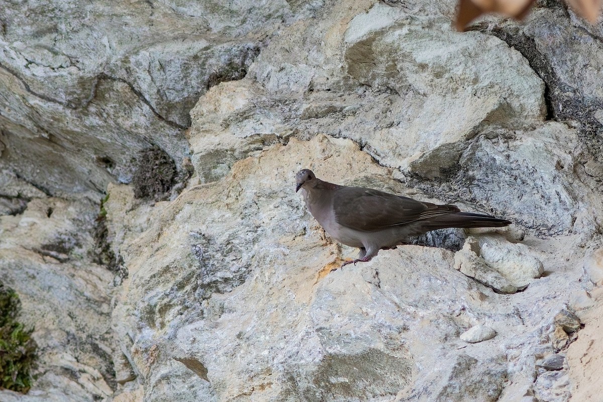 Plumbeous Pigeon - ML617527493