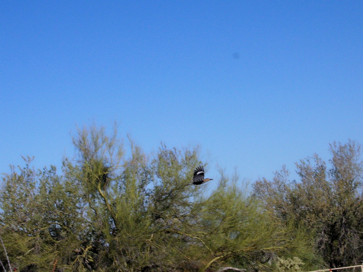 Pic des saguaros - ML617527494