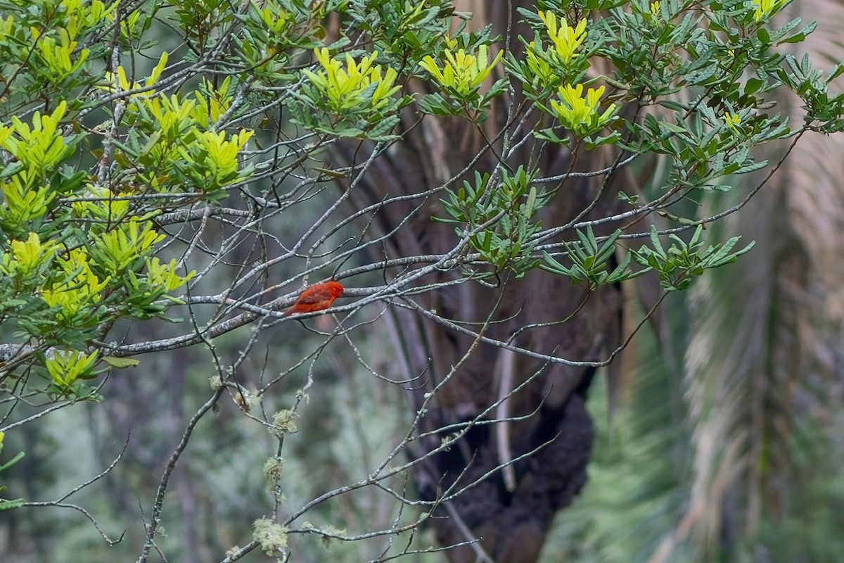 Hepatic Tanager (Lowland) - ML617527528