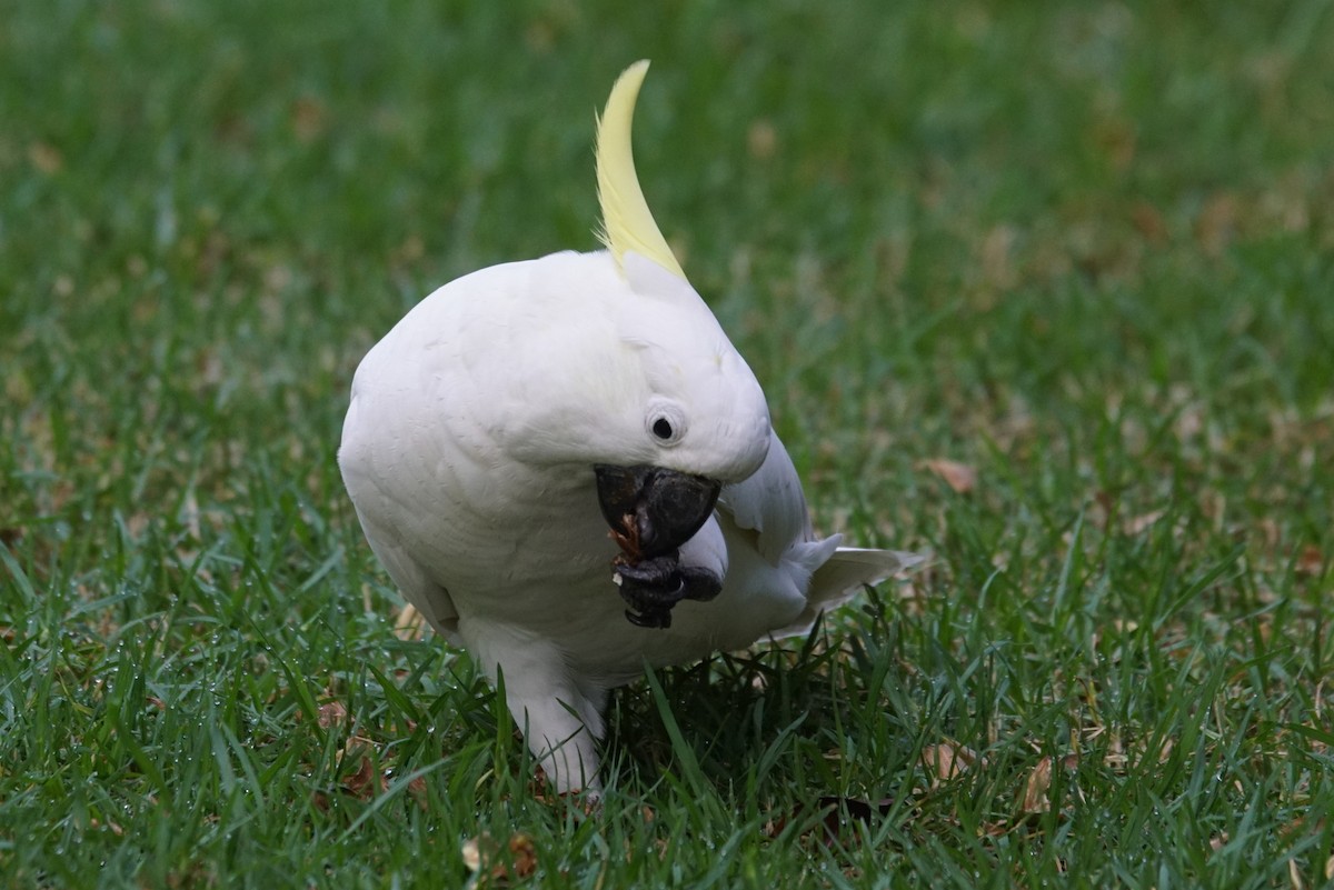Sulphur-crested Cockatoo - Mike Pennington