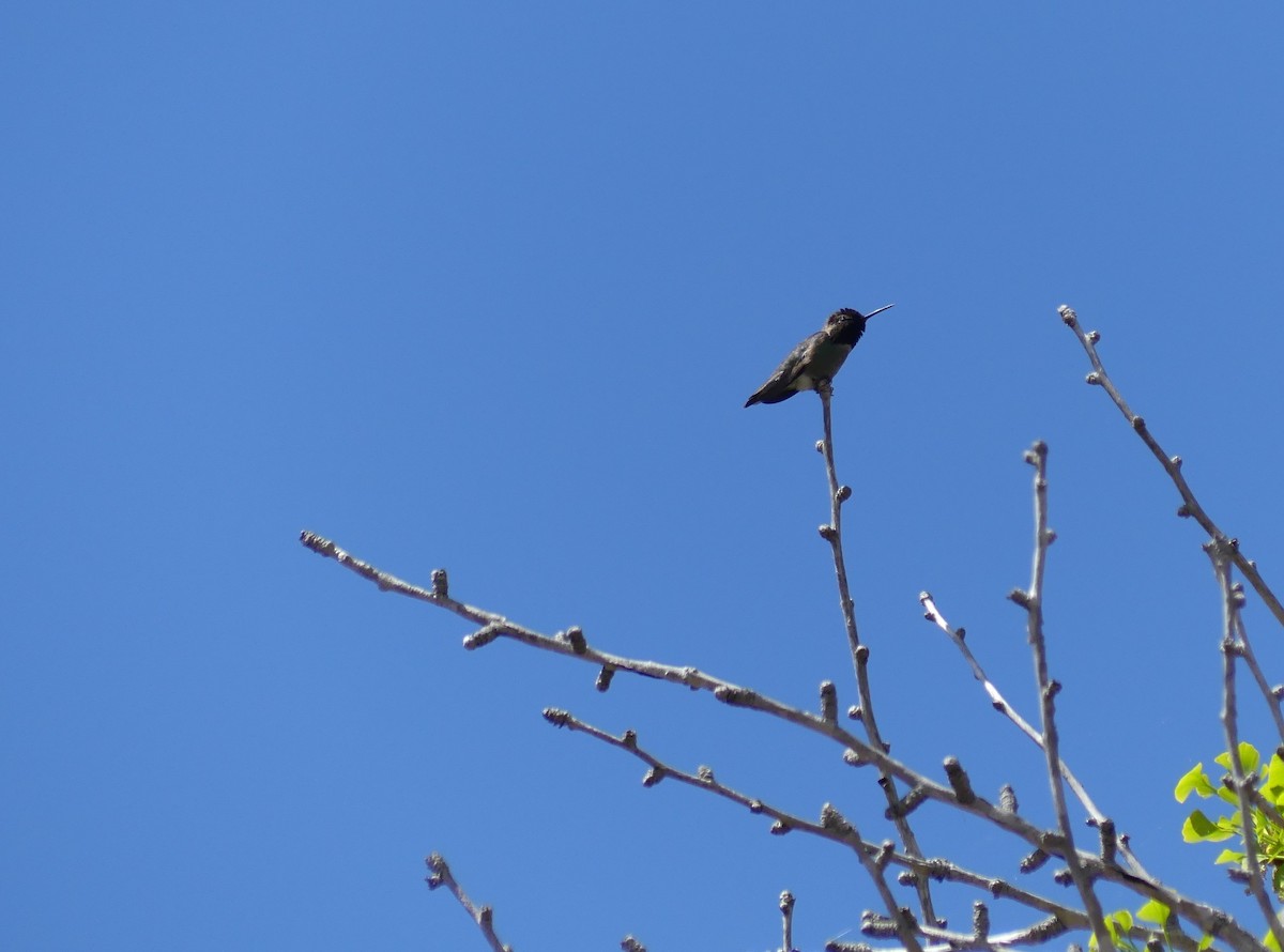 Black-chinned Hummingbird - ML617527566