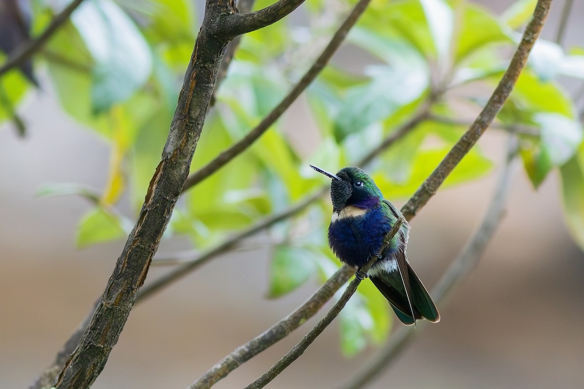 kolibřík čabrakový - ML617527579